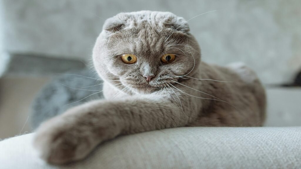 unique gray cat names awith meanings