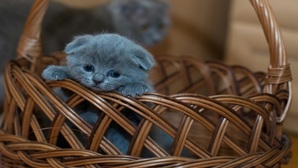 unique gray cat names list