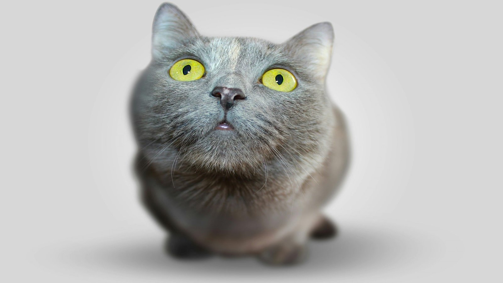 unique gray cat names